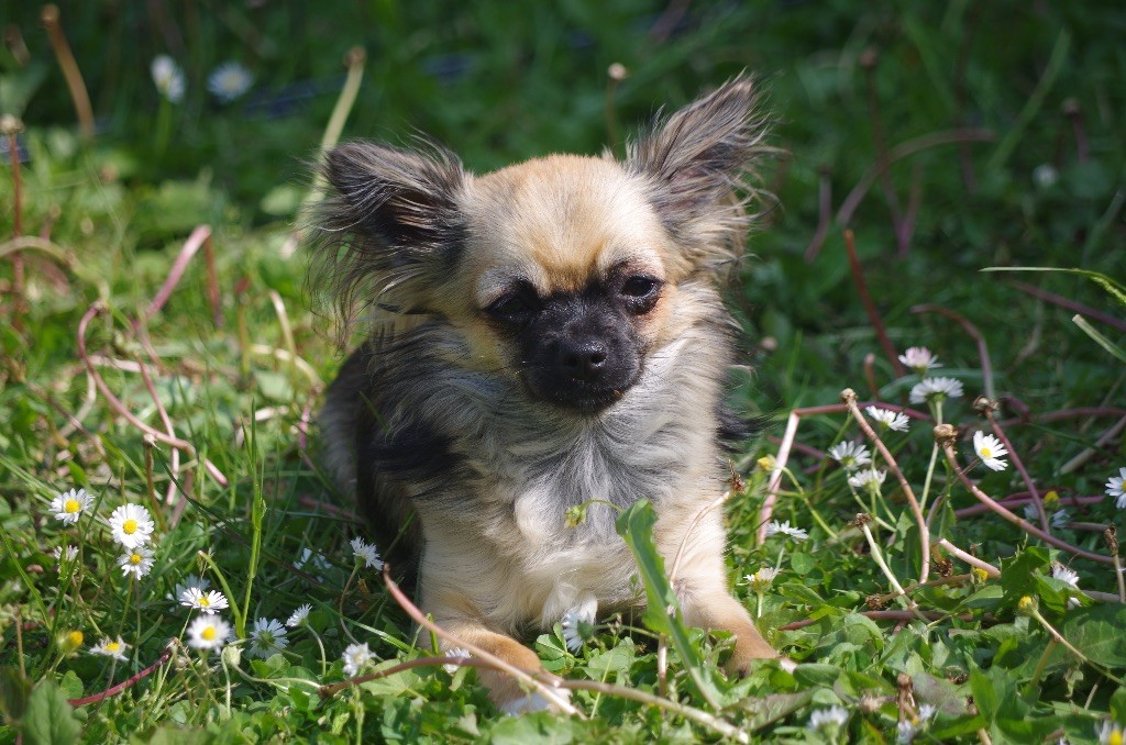 Les Chihuahua de l'affixe Du Jardin De Saint Firmin